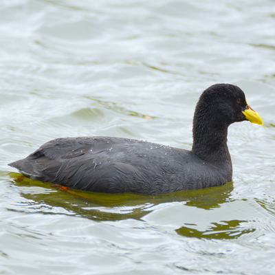 Red-Gartered Coot